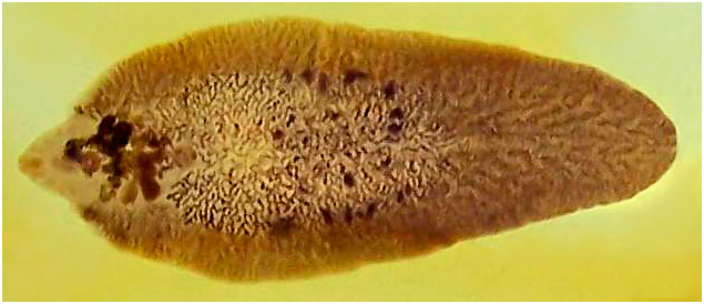 Fasciolopsis buski – erwachsen - Copyright: www.cvm.okstate.edu alt
