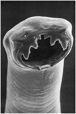Mundkapsel Ancylostoma caninum – Hakenwurm. Copyright: http://www.cdc.gov alt