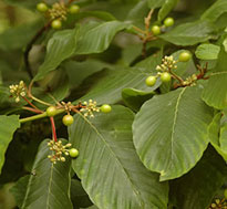 Sagradarinde