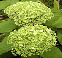 Rispenhortensie (Hydrangea arborescens)