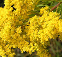 Goldrute (Solidago virgaurea)