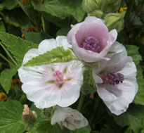 Eibisch (Althea officinalis)