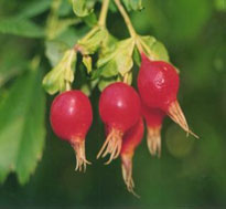 Hagebutte (Rosa Canina)