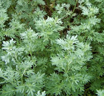 Wermut (Artemisia Absinthum)